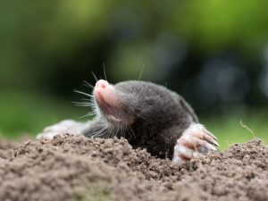 What is a mole? A blog by the subject experts at The Tutor Team
