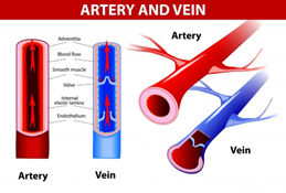 Artery and veins - another expert blog by The Tutor Team