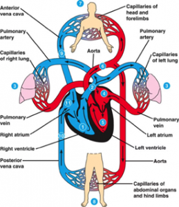 circulatory system - another expert blog by The Tutor Team