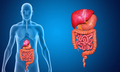 organ systems - digestive systems - another expert blog by The Tutor Team