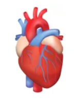 Respiration 1 - human heart