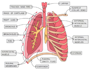 Respiration 2 - lungs